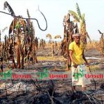 পাবনায় ৫০ বিঘা কলার বাগান পুড়িয়ে দিল দুর্বৃত্তরা