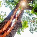 বজ্রপাতে এডওয়ার্ড কলেজের গাছ লম্বালম্বিভাবে দ্বিখণ্ডিত